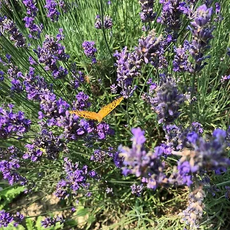 Nocleg ze śniadaniem Casa Taro 3*