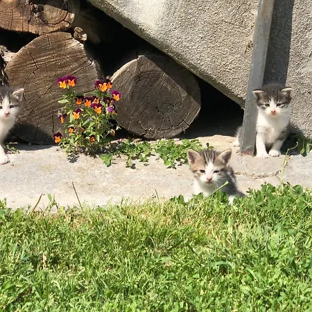 Bed & Breakfast Casa Taro Marsaglia (Piedmont)