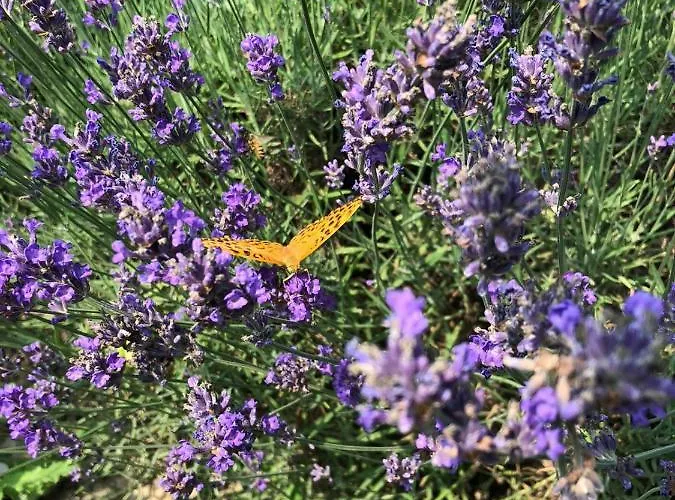 住宿加早餐酒店 Casa Taro 3*